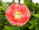 Türkischer Mohn - Rot