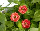 Mini Mohnblume - Rot