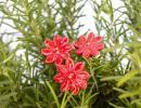 Mini Margerite - Rot