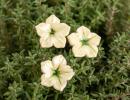 Mini Mirabilis - Weiß